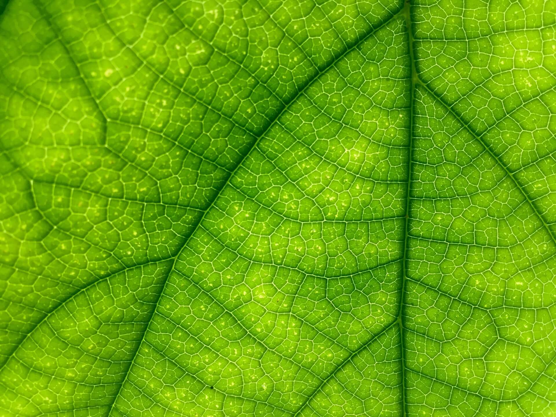 macro-leaf[1]