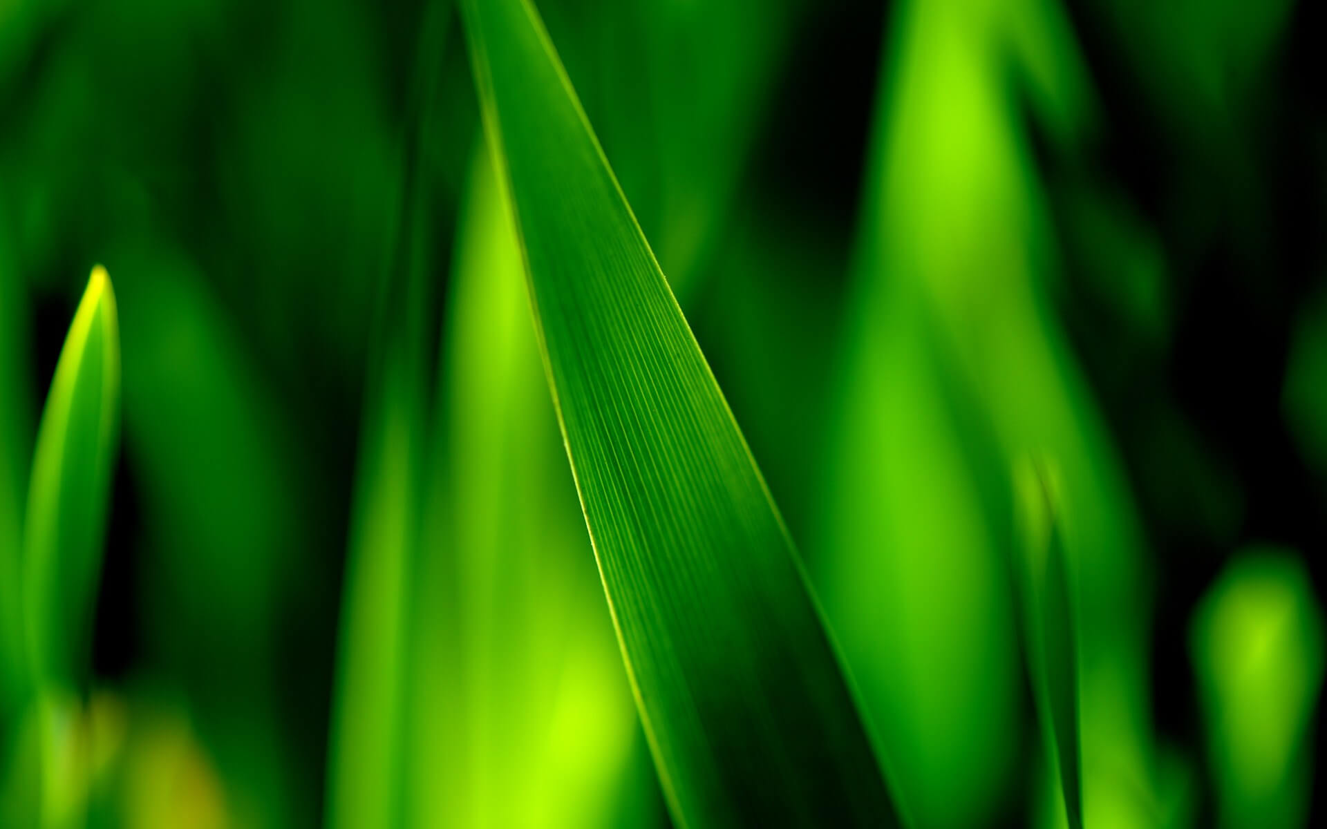 green-macro-1