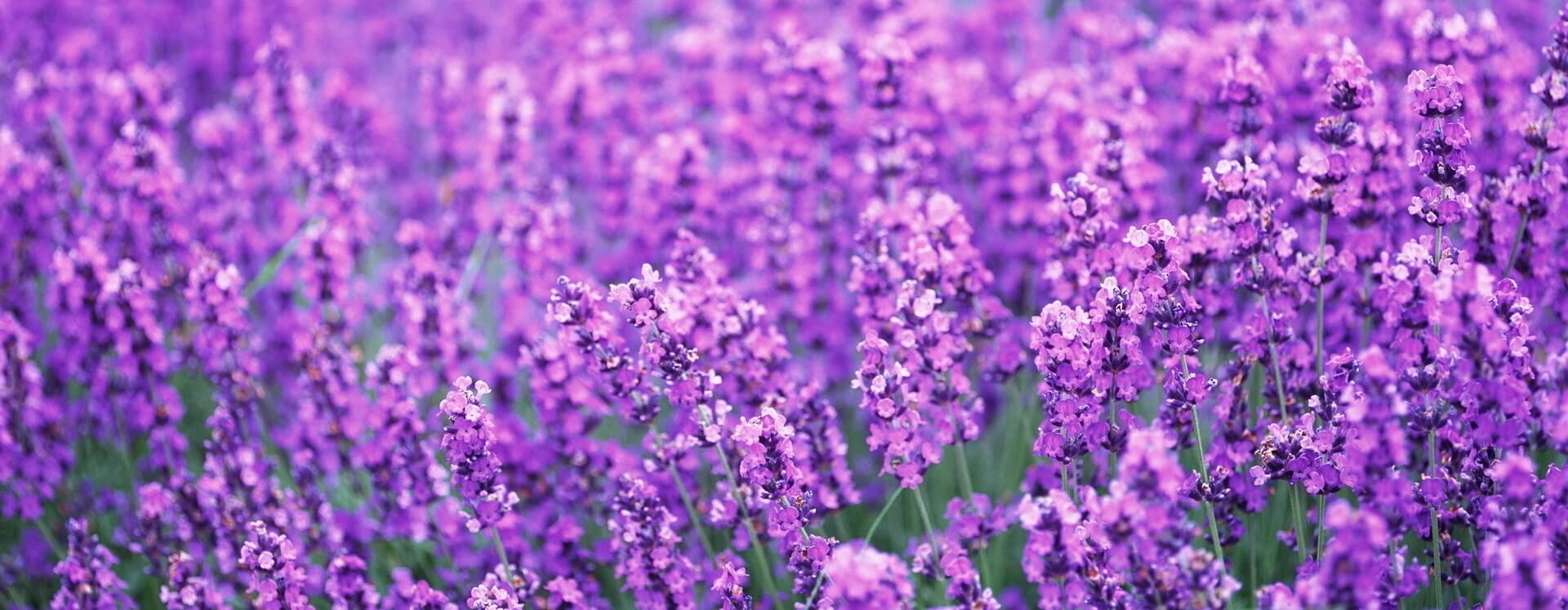 lavendel2