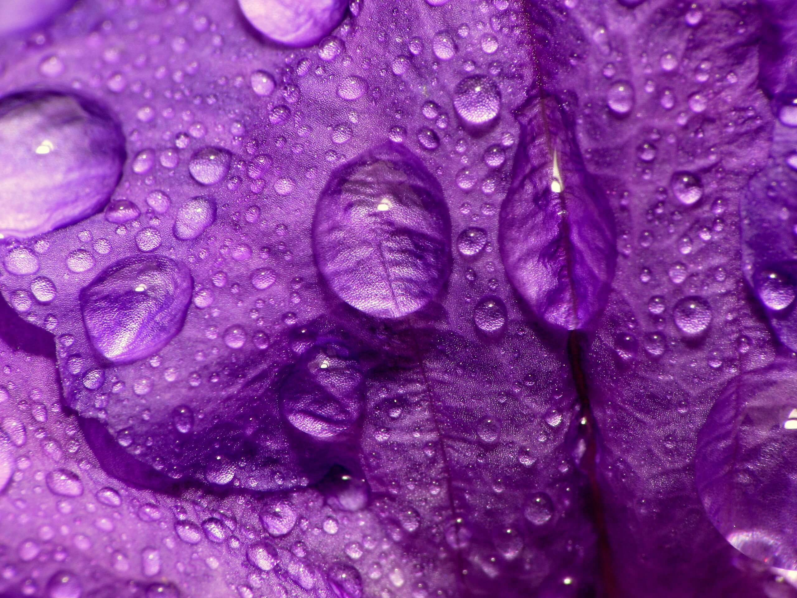 852160-close-up-flower-petals-flowers-macro-nature-purple-water-drops