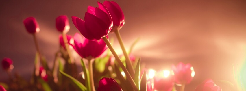 Tulips-Sunshine-851×315