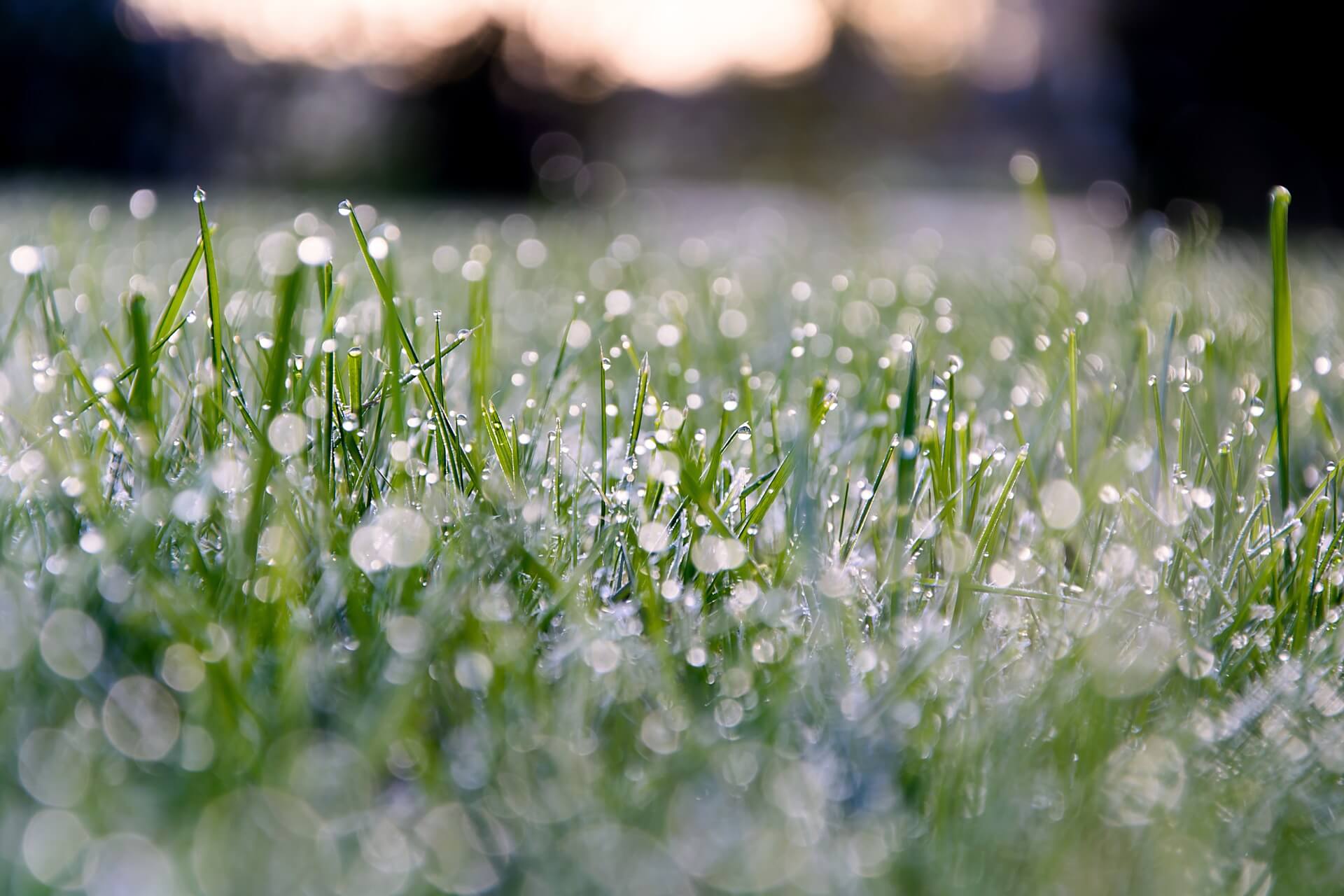 grass-2014202_1920