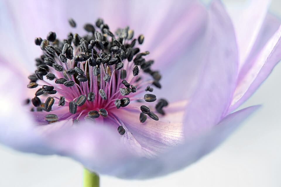 anemone-179006_960_720