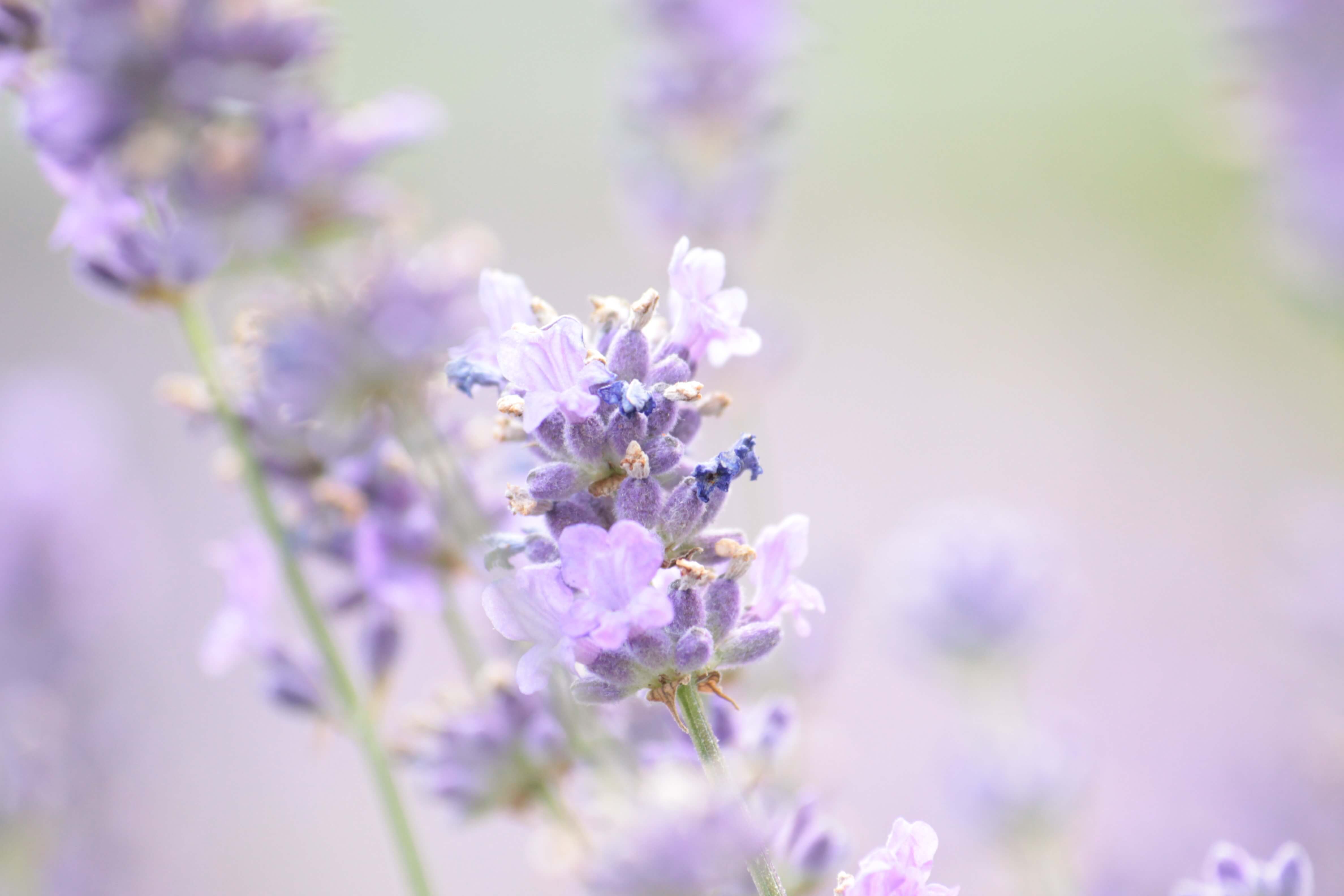 lavender-1889141