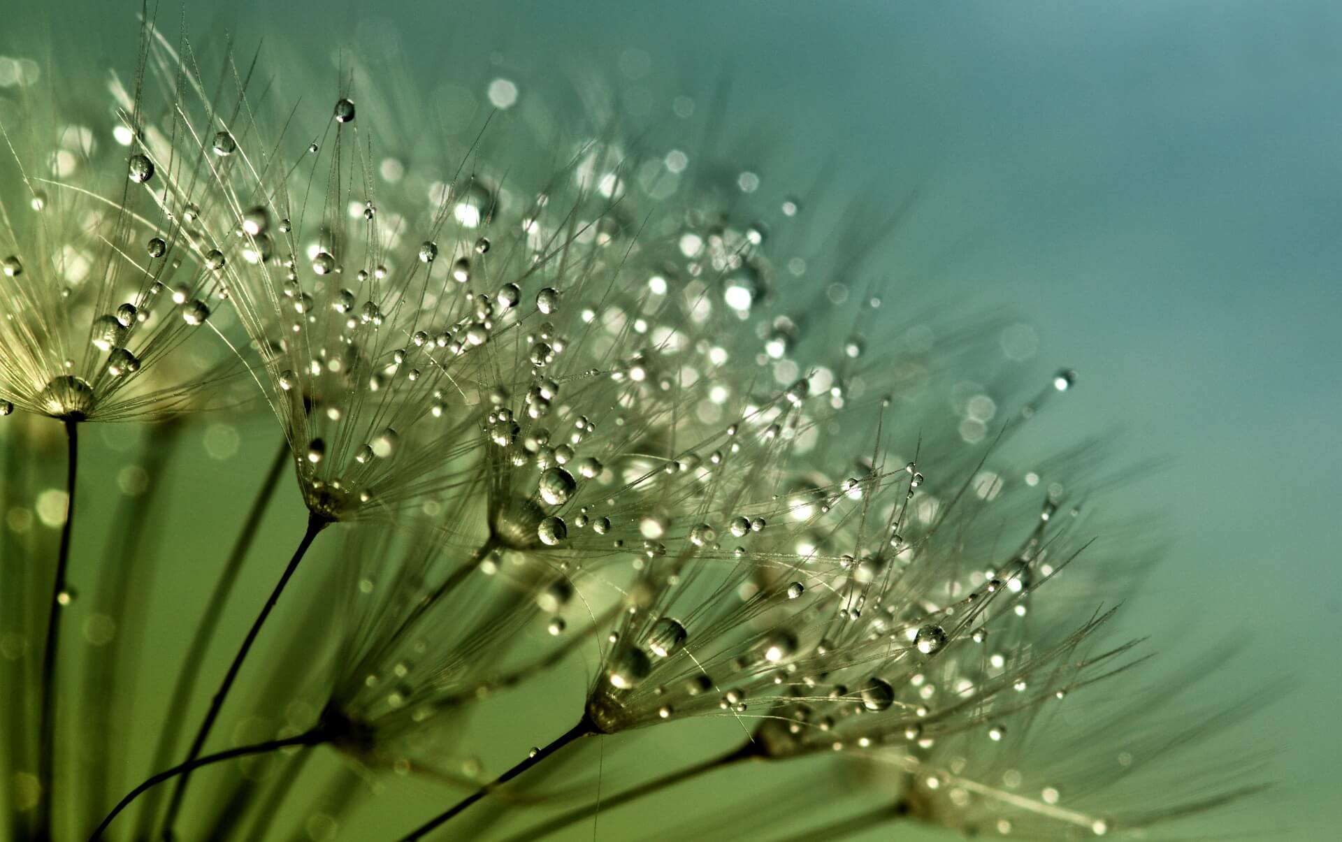 dandelion-843357_1920