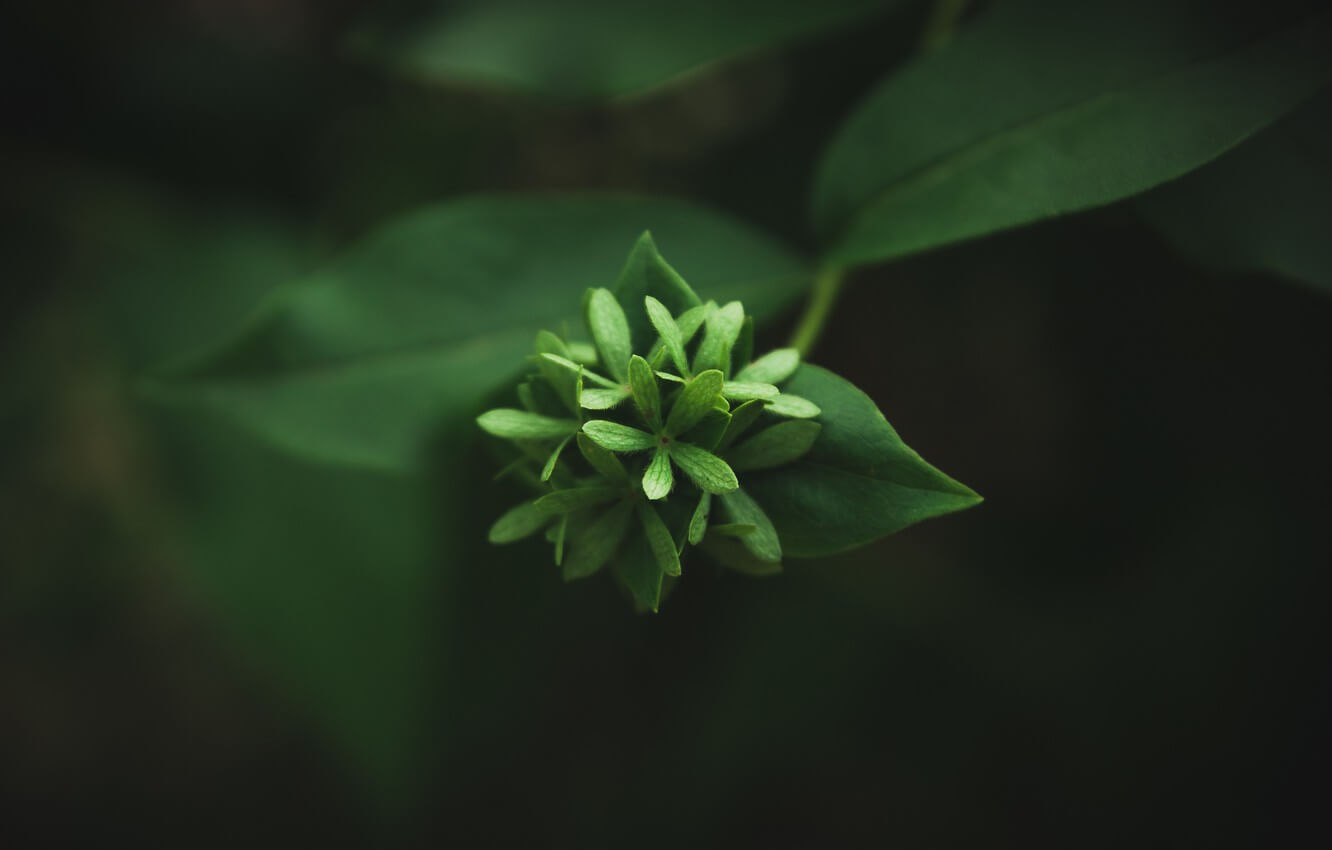 makro-priroda-tsvetok-fon-minimalizm-macro-flower-minimalism