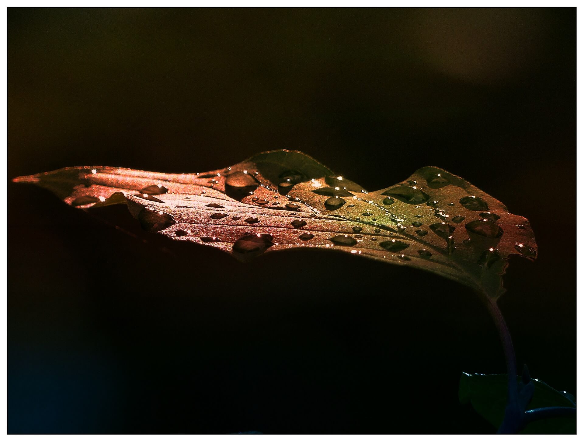 leaf-183283_1920