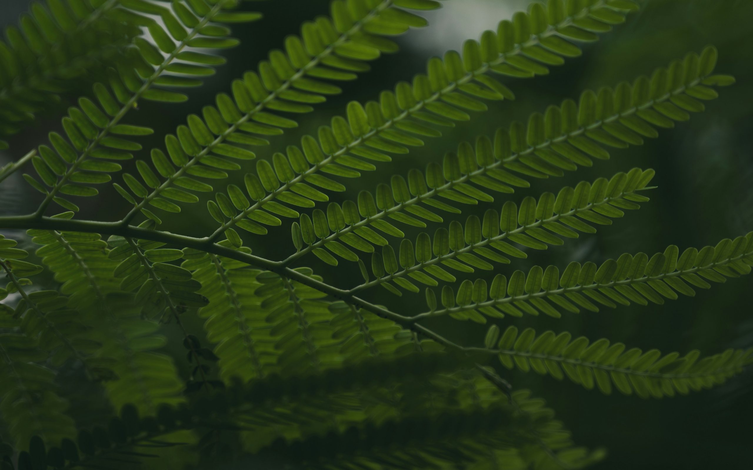 ishan-sharma-jkwy6kJkm0s-unsplash