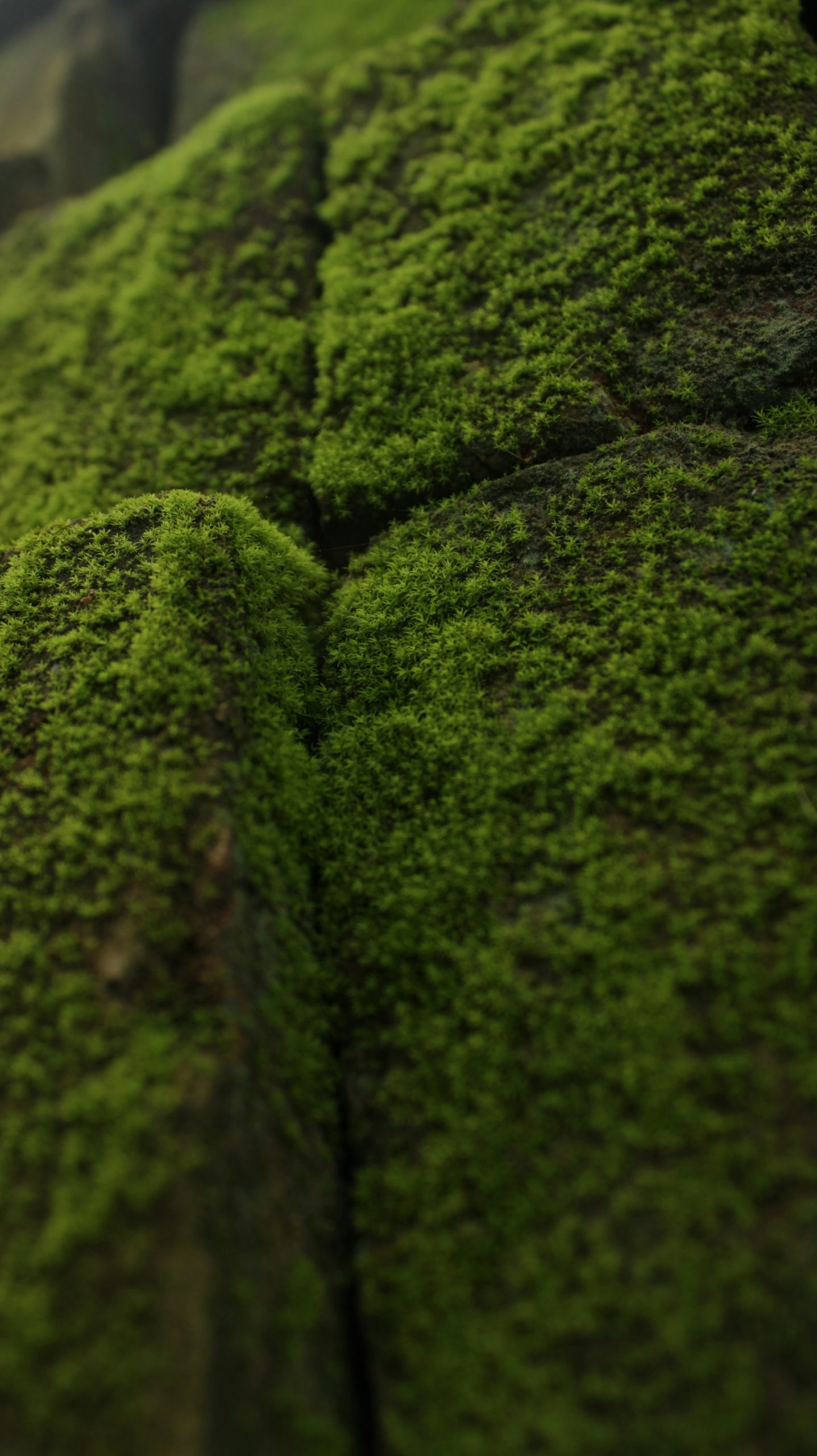 monoswita-palchowdhury-3M0XscWp_vQ-unsplash