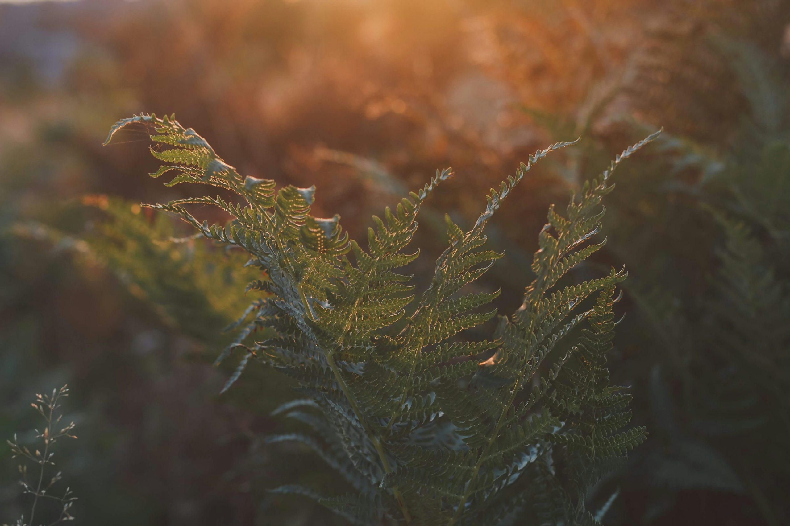 sergiu-valena-XR641APaFRU-unsplash